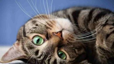 Dişi Kedi Kısırlaştırma Fiyat 2024
