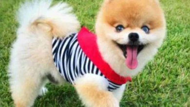 Pomeranian Boo Fiyat 2024