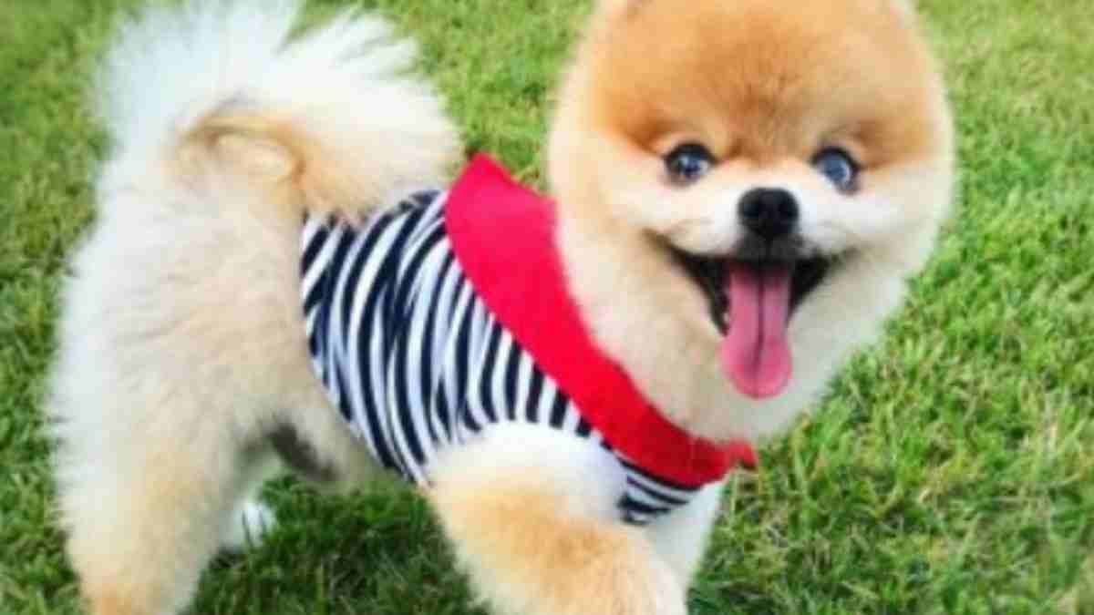 Pomeranian Boo Fiyat 2024 Bu Ne Kadar? Pomeranian Boo Ne Kadar?